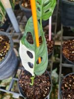 Monstera Adansonii Variegated พลูฉลุด่างขาวจร้า ??Monstera adansonii var. พลูฉลุด่างขาว (ตัวธรรมดาไม่ยักษ์)

?  ตำหนิตามรูป