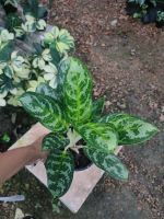 ต้นตวงเงิน ตวงทอง เกล็ดมรกต Aglaonema sp. Kletmorakot ส่งพร้อมกระถาง 6 นิ้ว