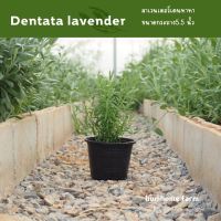 ต้นลาเวนเดอร์เดนทาทา dentata lavender กระถาง 5.5 นิ้ว กลิ่นหอม รากเดินดี เลี้ยงได้ในเมืองไทย