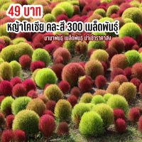 เมล็ดพันธุ์ หญ้าโคเซีย คละสี 300 เมล็ดพันธุ์