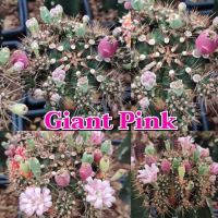 เมล็ดGiant pink เก็บใหม่ๆสดๆ จากสวน?