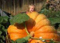 ฟักทองยักษ์ พันธุ์ บิ๊กแม็กซ์ - Big Max Giant Pumpkin