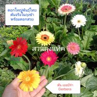 เยอบีร่า Gerbera ต้นเยอบีร่า ต้นจริงพร้อมดอก ในถุงชำ ไม้ดอก สวนลุงแท็ค