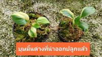 บุษราคัมมิ้นด่าง homalomena rubesence mint variegated  บุษมิ้นด่าง