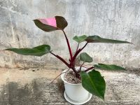 Philodendron Pink Princess ในกระถางพร้อมประดับ