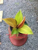 ว่านกุมารแดงเรียกทรัพย์หรือPhilidendron Cherry Red กระถาง 8 นิ้ว