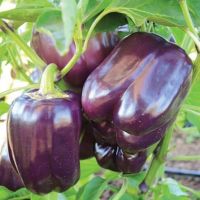 เมล็ดพันธุ์ พริกหวานสีม่วง (Purple Sweet Pepper Seed) บรรจุ 3 เมล็ด