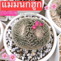 ?แมมนกฮูก?? Mammillaria Perbella สีดอกชมพู สุดน่ารัก หนามแน่น