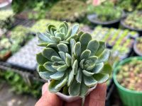 Echeveria elegans ฟอร์มกอไม้อวบนำ้ น่ารักๆ กระถาง 2 นิ้ว