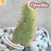 [เสมา สายรุ้ง] Opuntia Monacantha Variegata ส่งพร้อมกระถาง แคคตัส Cactus Succulent Haworthia Euphorbia ไม้หายาก พืชอวบน้ำ ไม้หนาม ไม้ทะเลทราย กระบองเพชร