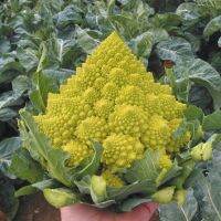 เมล็ดพันธุ์ กะหล่ำดอกเจดีย์ (Romanesco Broccoli) บรรจุ 40 เมล็ด