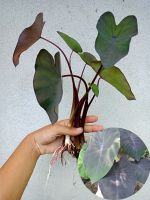 แท้ 100% บอนดำ แบล็คเมจิก 2-4ต้น ส่งแบบห่อตุ้ม ไม่ตัดใบ colocasia  black magic