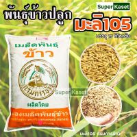 พันธุ์ข้าว ข้าวพันธุ์ มะลิ105 ข้าวปลูก พันธุ์หอมข้าวมะลิ พันธุ์ข้าวมะลิ 105เจริญสุข กรมการข้าวบรรจุ กระสอบ 19 kg.