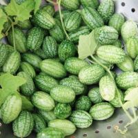 เมล็ดพันธุ์ แตงกวาจิ๋ว เม็กซิกัน ( Maxican sour Gherkin Cucumber ?? Seed ) คุณภาพดี บรรจุ 3เมล็ด