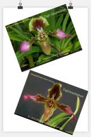 Paphiopedilum hirsutissimum - กล้วยไม้รองเท้านารีเหลืองเลย หรือ รองเท้านารีคอขาว เลี้ยงในกระถางขนาด 5 นิ้ว  ขนาดพุ่มใบกว้าง30-40 ซม. มี 3 หน่อใหม่ และ 4 หน่อใหม่