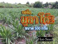 ✅ มูลาโต้2 ขนาด 500 กรัม(คัดเมล็ดเกรดส่งออก)พร้อมปลูก