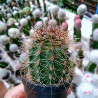 Saguaro  ซากัวโร ไม้เมล็ด กระบองเพชรที่สูงที่สุดในโลก