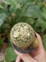 แมมขนนกเหลือง Mammillaria Schiedeana