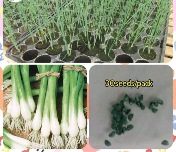 Onion Leavessibuyas Dahon Seeds For Plantingcertified Seeds30seeds