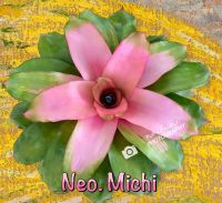 สับปะรดสีนีโอ มิชิ/ Neo. Michi/ ไม้ชมพูหวานละมุนมาก ฟอร์มใบยกปลายยก..ทุกบ้านต้องมี / ต้นไม้แต่งสวน / ไม้กระถาง/ ไม้ประดับเลี้ยงง่าย/ ไม้ประดับสีสวย / สับปะรดสีสวยๆ/ สับปะรดสีราคาถูก/ สับปะรดสีหายาก / สับปะรดสีหวาน/ สับปะรดสีหน่อ