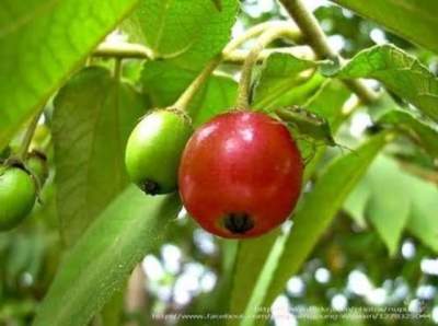 ต้นตะขบบ้าน🌱🍒(ชุดละ 3 ต้น)ต้นแข็งแรง มีรสหวาน ให้ผลดกตลอดปี  ต้นสวยพร้อมปลูก