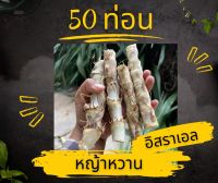 หญ้าหวานอิสราเอล ท่อนพันธุ์หญ้าหวาน 50 ท่อน