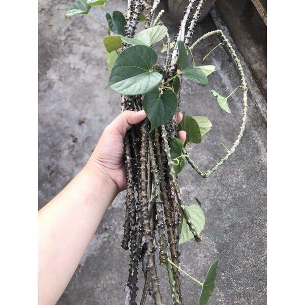 makabuhay-plant-rooted-and-cuttings-herbal-medicinal-lazada-ph