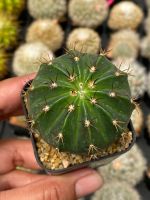 เมโลแคคตัส melocactus amoenus ขนาด 5 cm.