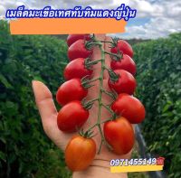 เมล็ดมะเขือเทศทับทิมแดงญี่ปุ่น280-300เมล็ดแท้ นำเข้า สีแดงสวย ทานอร่อย