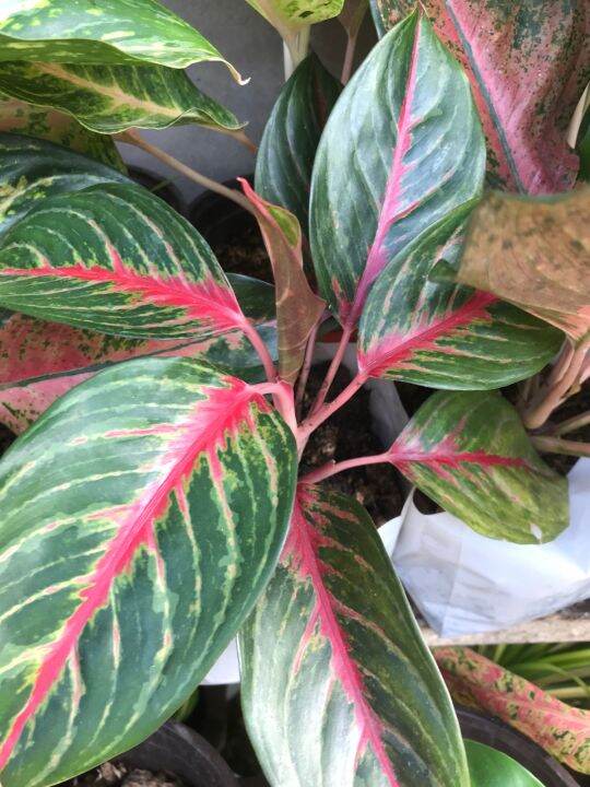 Aglaonema red emerald,red peacock,pink cochin,peach cochin | Lazada PH