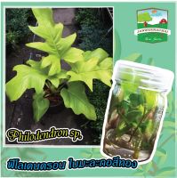 ☘️ฟิโลเดนดรอนใบมะละกอสีทอง☘️philodendron selloum sp☘️