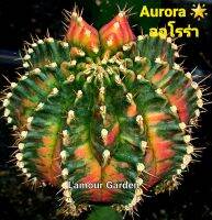 หน่อเด็ดสด แคคตัส (Gymno) "Aurora" (ออโรร่า) ?