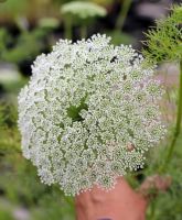 เมล็ดพันธุ์ ดอกเอมมี่เมจัส (Ammi Majus) บรรจุ 40 เมล็ด