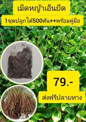 🌱เม็ดหญ้าเอ็นยืด เม็ดผักกาดน้ำ 1 ชุดปลูกได้ 500 ต้น + + + + คลายเส้นคลาย กล้ามเนื้อ นิ่ว ขับปัสสาวะ พร้อมส่ง