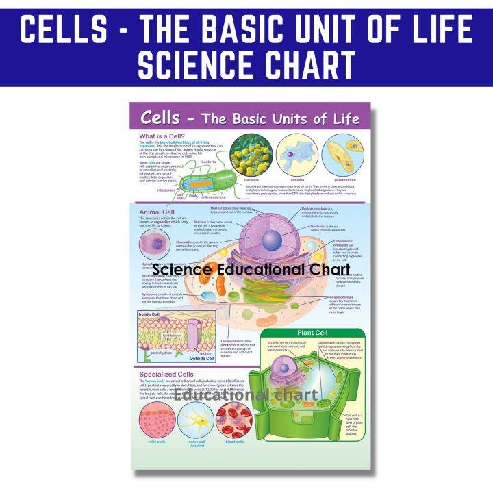 CELLS THE BASIC UNIT OF LIFE CHART, Laminated Science Chart, A4 Size ...