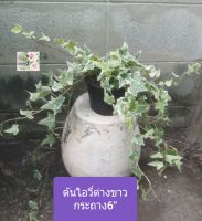 ต้นไอวี่ด่าง Ivy plant
กระถาง 6"
สำหรับแขวนห้อยประดับ ช่วยฟอกอากาศ ดูดสารพิษ
เหมาะประดับบ้านและสวน หรือแขวนไว้หน้าบ้าน หน้าต่าง เป็นต้นไม้ที่ดูคลาสิกมากๆ
ภาพถ่ายจากของจริง