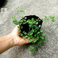 ต้นออริกาโน Oregano plant ถุงเพาะ 3" เป็นสมุนไพรและเครื่องเทศ มีกลิ่นหอม ใข้เป็นเครื่องปรุงอาหารตะวันตก อิตาเลี่ยน