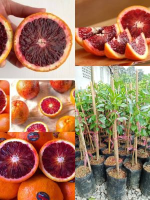 ต้นส้มเลือด แบบเสียบยอด ขนาด 50-65 cm มีรสชาติหวาน หาทานได้ยาก วิตามินซีสูง