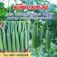 เมล็ดบวบหอม