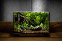 สวนขวดแก้ว​ เทอราเรียม​ Terrarium​ สำเร็จรูปของแต่งบ้านโต๊ะทำงาน