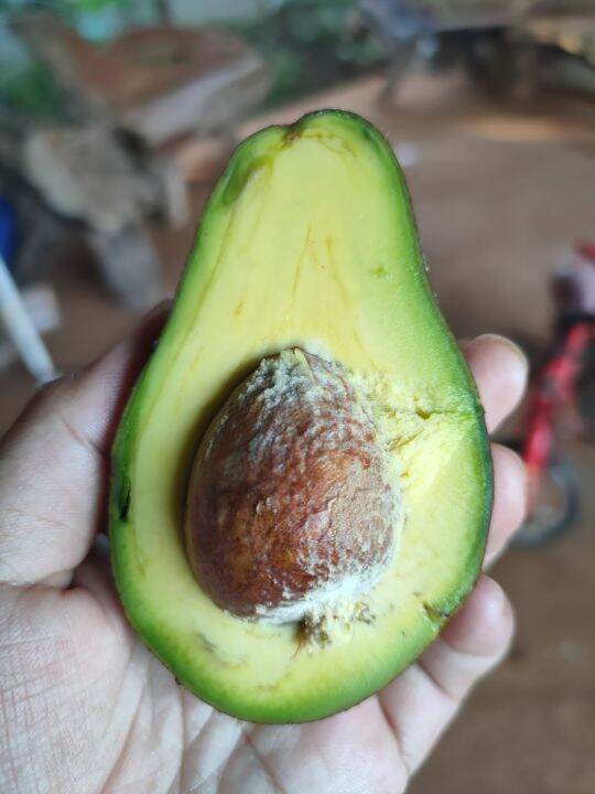 avocado-อาโวคาโด้-พื้นเมือง-บรรจุ-1-กก