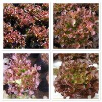 เมล็ดพันธุ์ ผัก สลัด โอ๊คลีฟเรด โกลเดนเกต (Oakleaf Red Golden Gate Lettuce Seed) บรรจุ 1000 เมล็ด แดงสวย ทรงพุ่ม เมล็ดนำเข้าจากประเทศสหรัฐอเมริกา