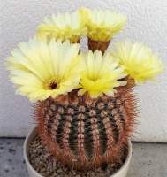 [ถูกที่สุด]แคคตัสกระบองนาค,โนโตหนามแดง Notocactus Scpa กระบองเพชร cactus