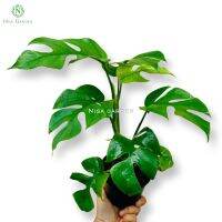 มอนสเตอร่าจินนี่ มอนจินนี่ ไม้ฟอกอากาศ mini monstera ฟอร์มสวย (มี 6-8 ใบ) กระถาง 4 นิ้ว