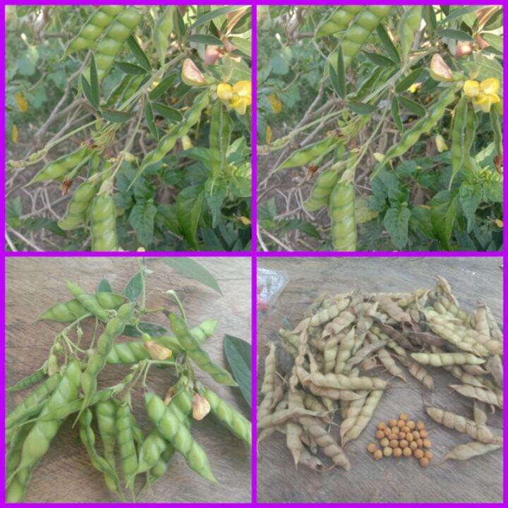 kadyos/kardis /seeds for planting pigeon pea Seed per pack 15seeds