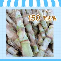 #สินค้าขายดี  #หญ้าหวานอิสราเอล ท่อนพันธุ์ 150 ท่อน