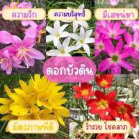 หัวบัวดิน คละสี สายพันธุ์หายาก