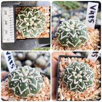 แอสโตรวี ไทป์ แอสโตร v ชุดที่2 แอสโตรไฟตั้มวีไทป์ Astrophytum V-type กระบองเพชร แคคตัส