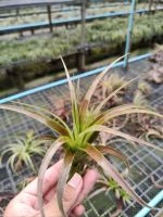 Tillandsia Love knot ทิลแลนเซีย สับปะรดสี