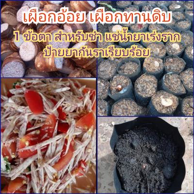 ตาข้อเผือกอ้อย"สำหรับชำ..(1.ข้อ.มี2-3ตา)...แช่น้ำยาเร่งราก,ป้ายยากันราแล้ว